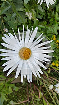 Daisy flower