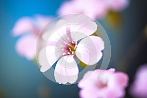 Daisy flower against blue sky,Shallow Dof. spring flowers