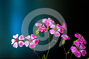 Daisy flower against blue sky,Shallow Dof. spring flowers