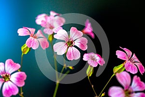 Daisy flower against blue sky,Shallow Dof. spring flowers