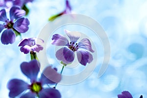 Daisy flower against blue sky,Shallow Dof. spring flowers