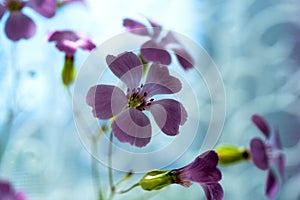 Daisy flower against blue sky,Shallow Dof. spring flowers