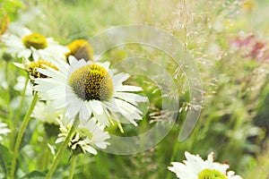 Daisy flower background