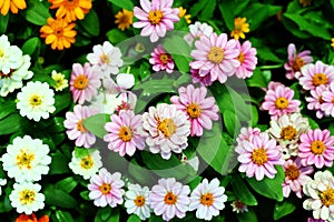 Daisy Flower background texture beautiful pink and white color in garden