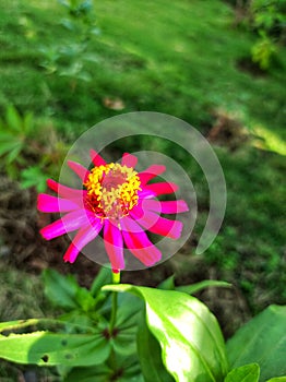 Daisy Flower with Beautiful Yellow Anthers and Bright Pink Petals