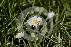 Daisy flower Bellis perennis