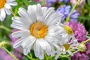 Daisy flower Bellis perennis close-up on colorful wild flowers background