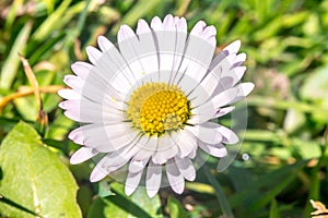 Daisy flower (Bellis perennis) early spring macro