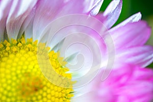 A daisy flower, Bellis perennis it is sometimes qualified or known as common daisy, lawn daisy or English daisy on a green lawn.