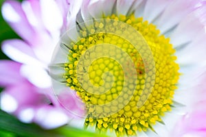 A daisy flower, Bellis perennis it is sometimes qualified or known as common daisy, lawn daisy or English daisy on a green lawn.