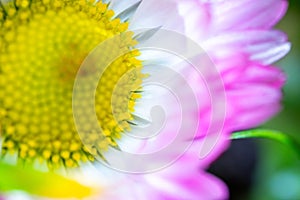 A daisy flower, Bellis perennis it is sometimes qualified or known as common daisy, lawn daisy or English daisy on a green lawn.