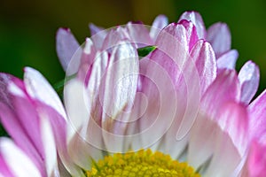 A daisy flower, Bellis perennis it is sometimes qualified or known as common daisy, lawn daisy or English daisy on a green lawn.