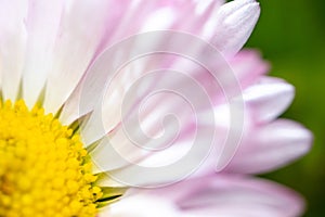 A daisy flower, Bellis perennis it is sometimes qualified or known as common daisy, lawn daisy or English daisy on a green lawn.