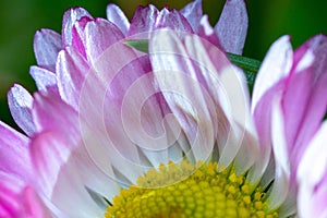 A daisy flower, Bellis perennis it is sometimes qualified or known as common daisy, lawn daisy or English daisy on a green lawn.