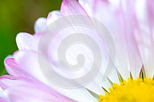 A daisy flower, Bellis perennis it is sometimes qualified or known as common daisy, lawn daisy or English daisy on a green lawn.