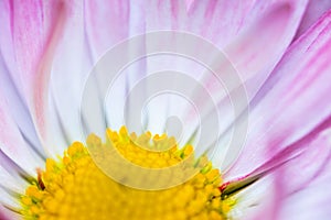 A daisy flower, Bellis perennis it is sometimes qualified or known as common daisy, lawn daisy or English daisy on a green lawn.