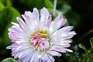 A daisy flower, Bellis perennis it is sometimes qualified or known as common daisy, lawn daisy or English daisy on a green lawn.