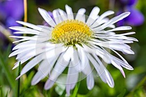 A daisy flower, Bellis perennis it is sometimes qualified or known as common daisy, lawn daisy or English daisy on a green lawn.