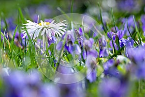 A daisy flower, Bellis perennis it is sometimes qualified or known as common daisy, lawn daisy or English daisy on a green lawn.