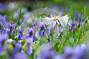 A daisy flower, Bellis perennis it is sometimes qualified or known as common daisy, lawn daisy or English daisy on a green lawn.