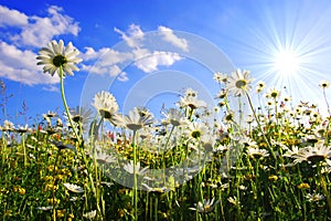 Daisy flower from below with blue sky photo