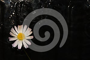 daisy flower in black water, abstract summer design, modern composition