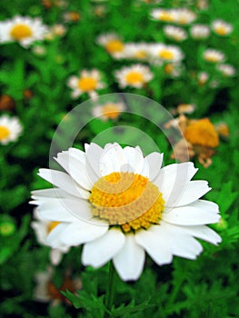 Daisy flower in bloom