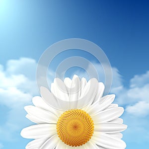 Daisy flower with a blue sky as a background