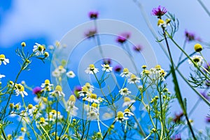 Daisy flower and blue sky blackground