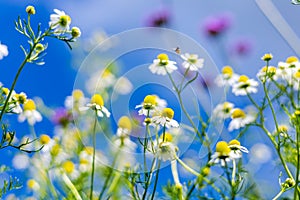 Daisy flower and blue sky blackground