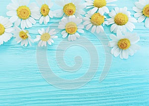Daisy flower on blue wooden background frame