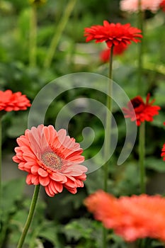 Daisy Flower with blur backgroud farm