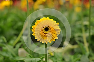 Daisy Flower with blur backgroud farm