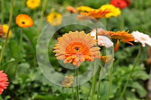 Daisy Flower with blur backgroud farm