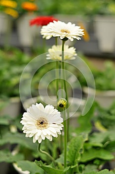 Daisy Flower with blur backgroud farm