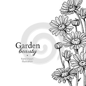 Daisy flower border drawing. Vector hand drawn engraved floral frame. Chamomile photo