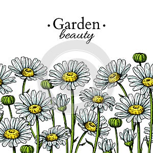 Daisy flower border drawing. Vector hand drawn floral seamless pattern. Chamomile