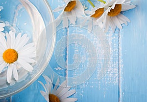 Daisy flower in a bowl on the blue background, top view.