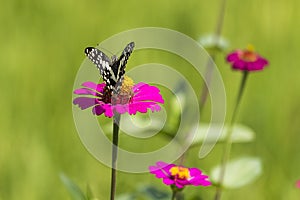 Daisy flower and butterfly