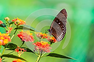 Daisy flower and butterfly