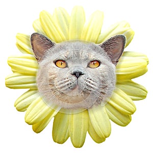 Daisy flower cat face petals pedigree shorthair