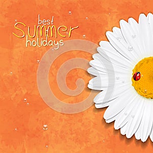 Daisy flower. Chamomile. Best Summer holidays