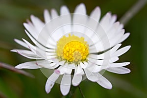 Daisy flower close up