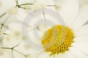 Daisy flower close up