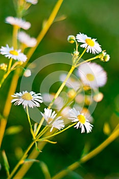 Daisy flower close up background