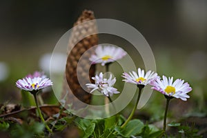 Daisy flower close up with pine cone in background.