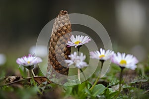 Daisy flower close up with pine cone in background.