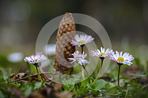 Daisy flower close up with pine cone in background.