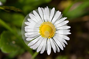 Daisy Flower