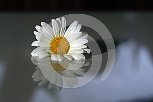 Daisy flower closeup with its reflection on the white table. Simplicity concept. Fragility concepts